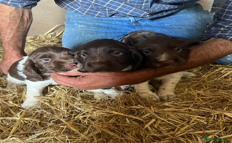 English Springer Spaniel dogs - Advert 1