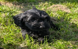 Cockapoo dogs for sale: Ready now! F1 cockapoo pups, health tested parents - Image 18