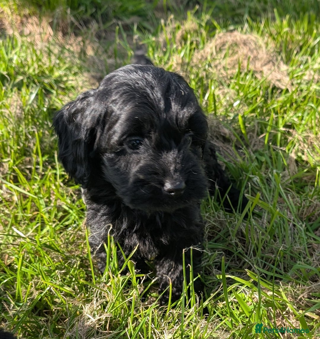 Cockapoo dogs for sale: Ready now! F1 cockapoo pups, health tested parents - Image 18