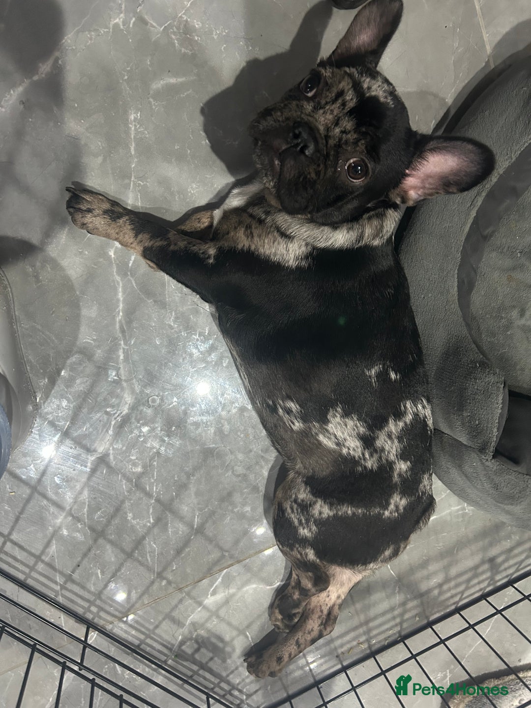French Bulldog dogs for sale: Estella (Stell’s) - Advert 3