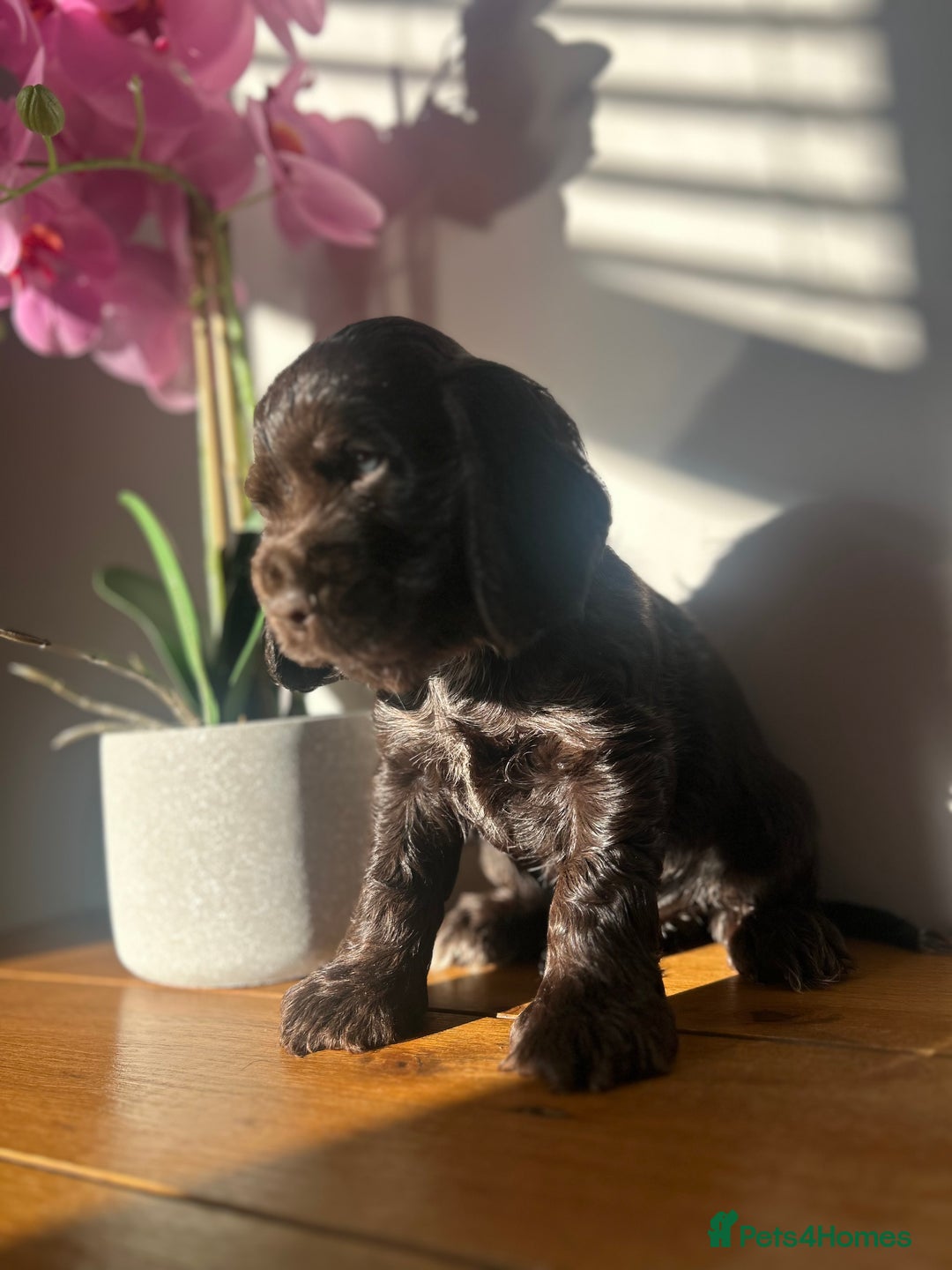Cocker Spaniel dogs for sale: 💚2 boys available 💚show cocker spaniel puppies  - Advert 10