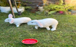 Mini Lop rabbits for sale: Adorable Baby Bunnies🥰- Mini Lops Mixed  - Image 12