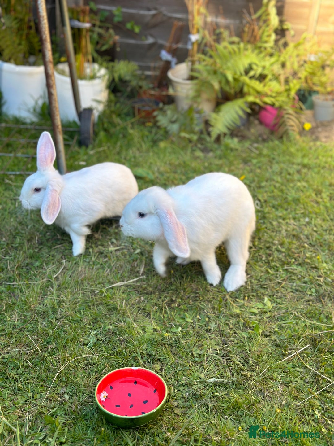 Mini Lop rabbits for sale: Adorable Baby Bunnies🥰- Mini Lops Mixed  - Image 12