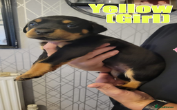 Rottweiler dogs for sale: ROTTWEILER PUPPIES - Image 14