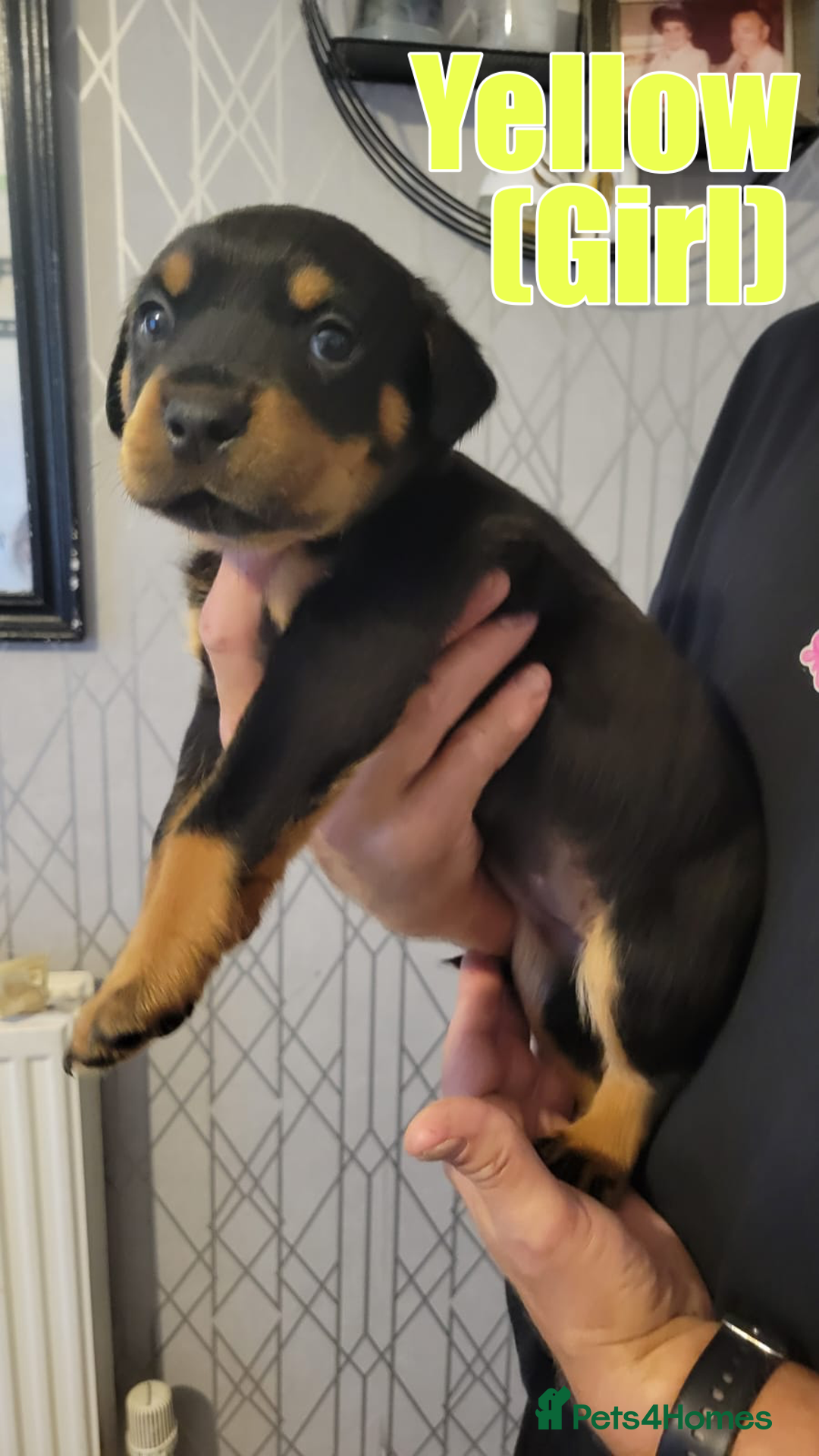 Rottweiler dogs for sale: ROTTWEILER PUPPIES - Image 14