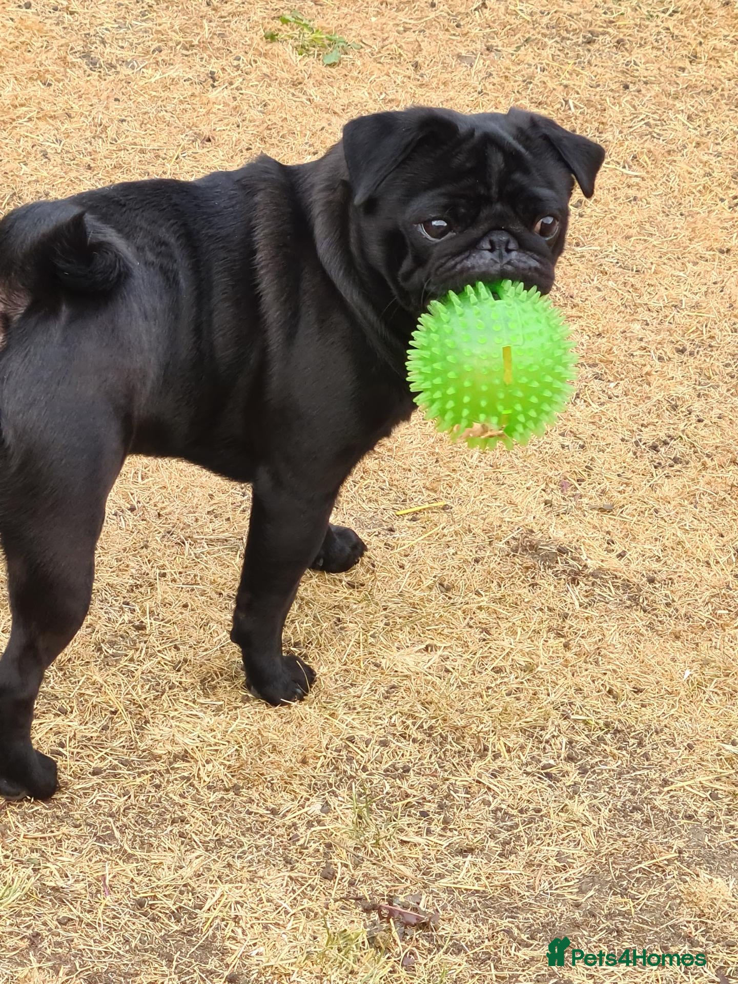 Pug dogs Studding-Harvey - Advert 4