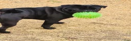 Pug dogs for stud: Studding-Harvey - Advert 1