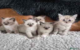 Ragdoll cats for sale: Quality Ragdoll Kittens - Image 1