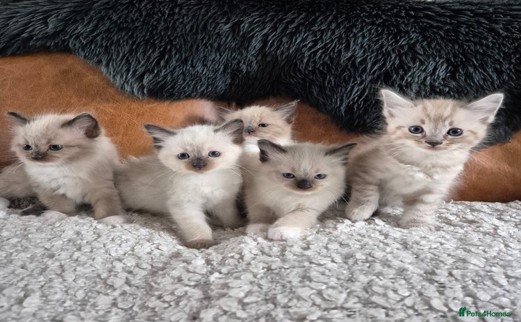 Ragdoll cats - Advert 2