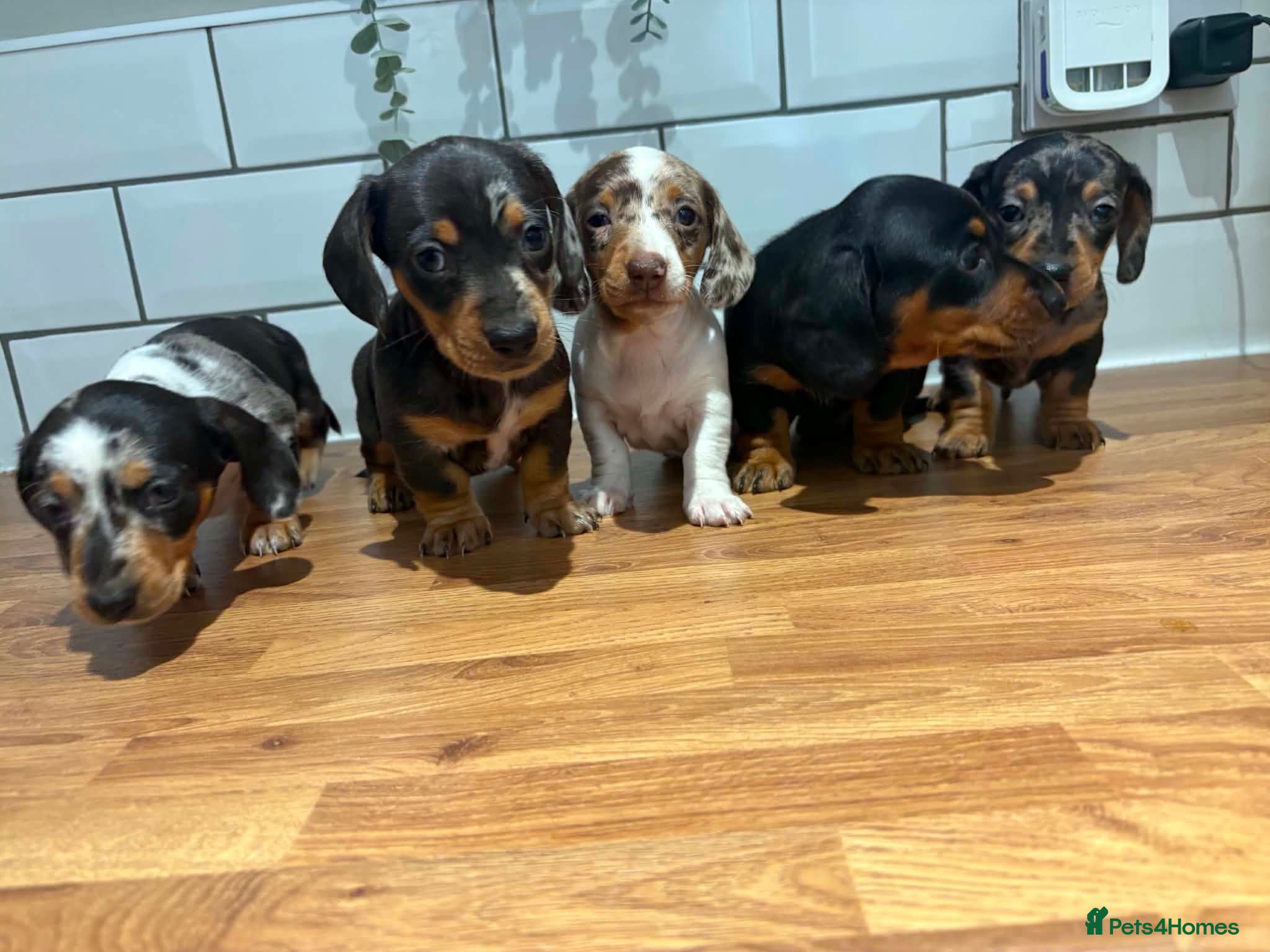 Dachshund dogs Beautiful dachshund puppies - Advert 1