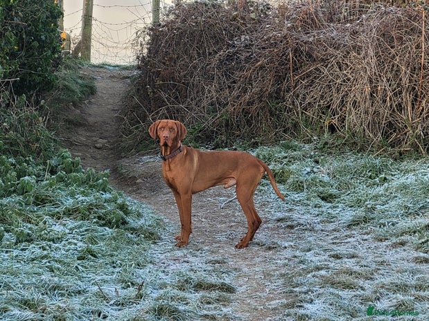 Hungarian Vizsla dogs for stud in Llantwit Major - Advert 1