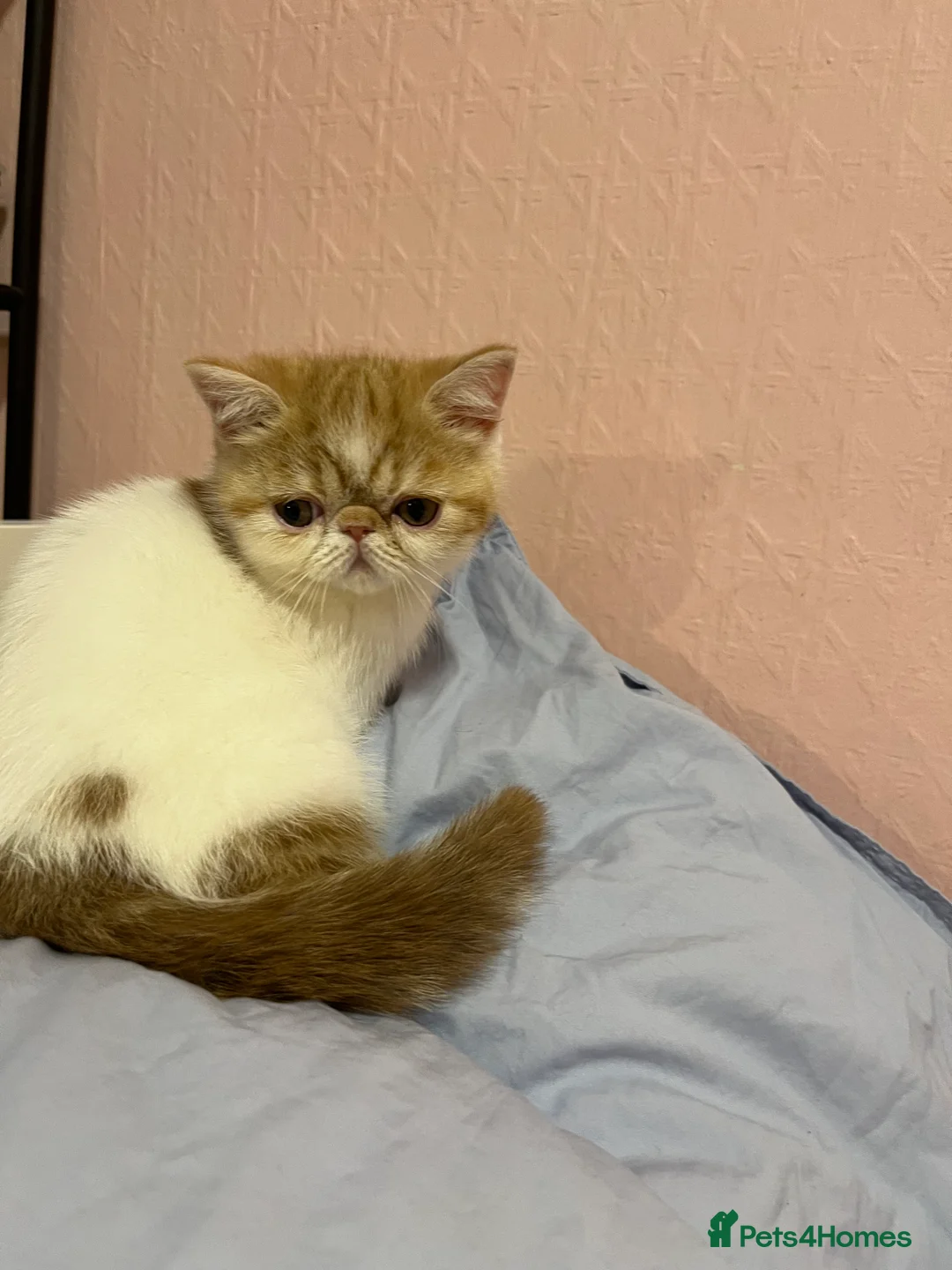 Exotic cats for sale: Exotic kittens  - Advert 20