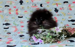 Pomeranian dogs for sale: Teddy Bear Pomeranian Puppies  - Image 5