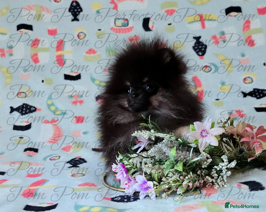 Pomeranian dogs for sale: Teddy Bear Pomeranian Puppies  - Image 5