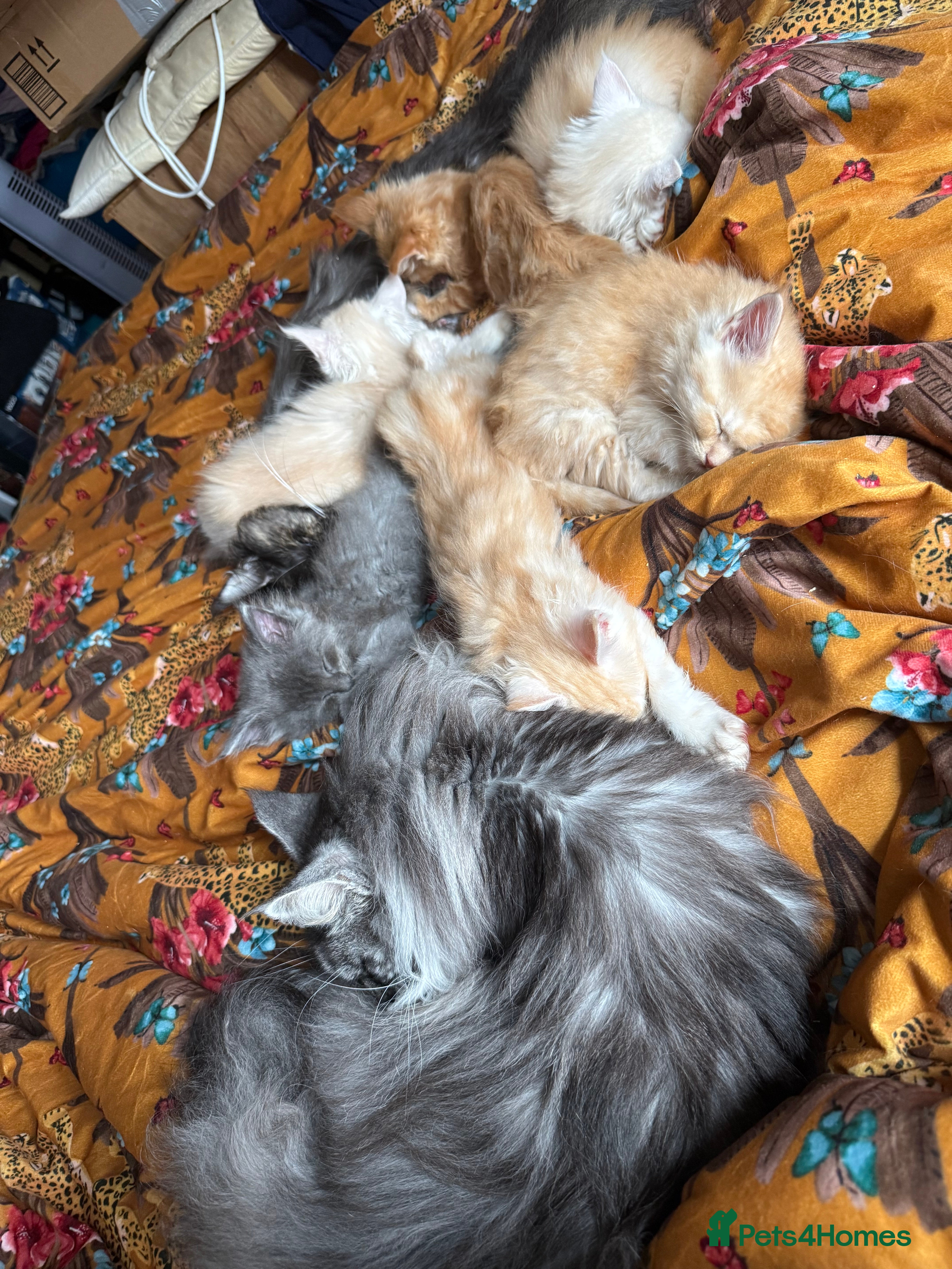 Maine Coon cats 3/4 Main Coon cross 1/4 British Shorthair - Advert 9