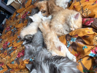 Maine Coon cats - Advert 10