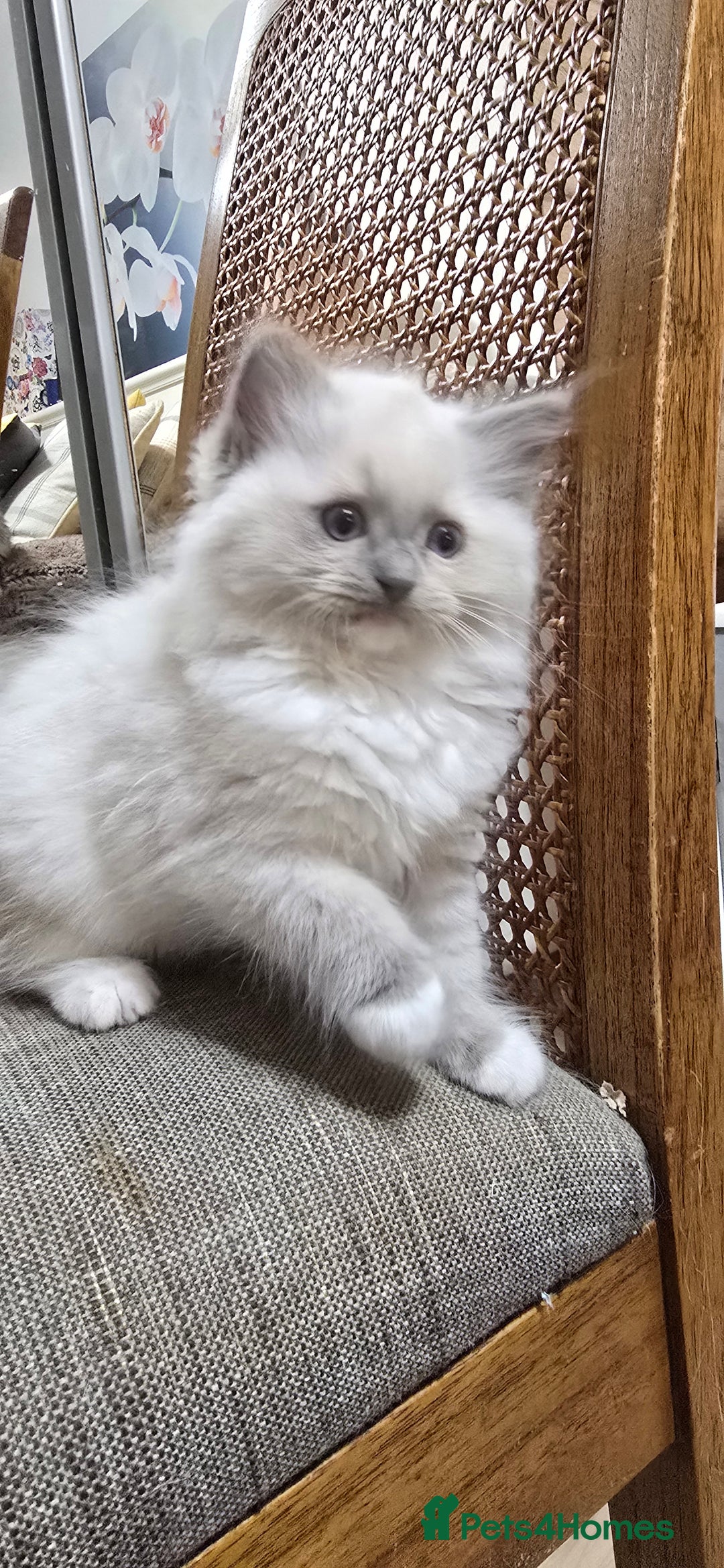Ragdoll cats for sale: Stunning Ragdoll kittens .TICA registered  - Advert 17