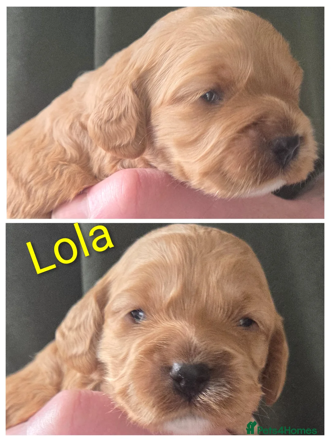 Cockapoo dogs for sale: Cockapoo puppies - Advert 2