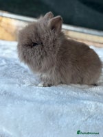 Lionhead rabbits - Advert 6