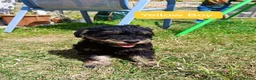 Schnoodle dogs for sale: ❤️ Stunning Schnoodles ❤️ in Llandeilo - Advert 9