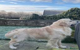 Golden Retriever dogs for sale: KC, Extensively Health tested Parents. Snow white - Image 19