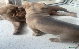 French Bulldog dogs for sale: French bulldog puppy  - Image 3