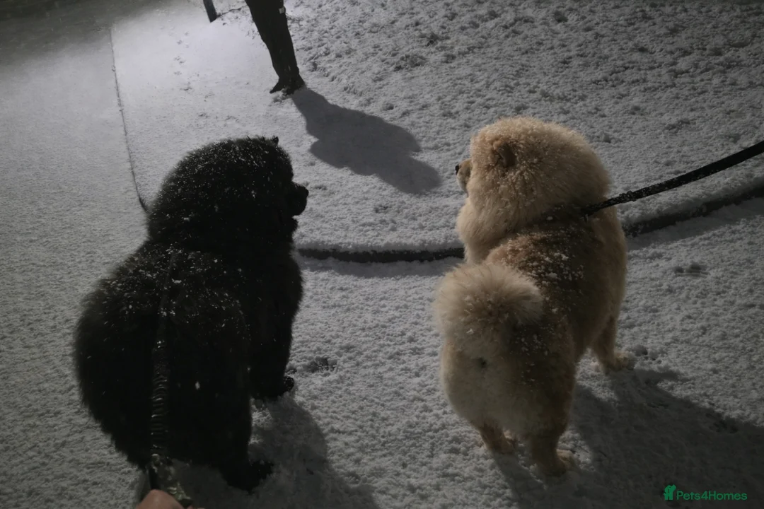 Chow Chow dogs for stud: 🌍 UKs first Lilac Panda Chow Chow Stud - KC - Advert 2