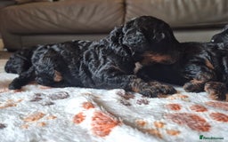 Cockapoo dogs for sale: 🐾 F1b Cockapoo Puppies for Sale 🐾 - Image 4