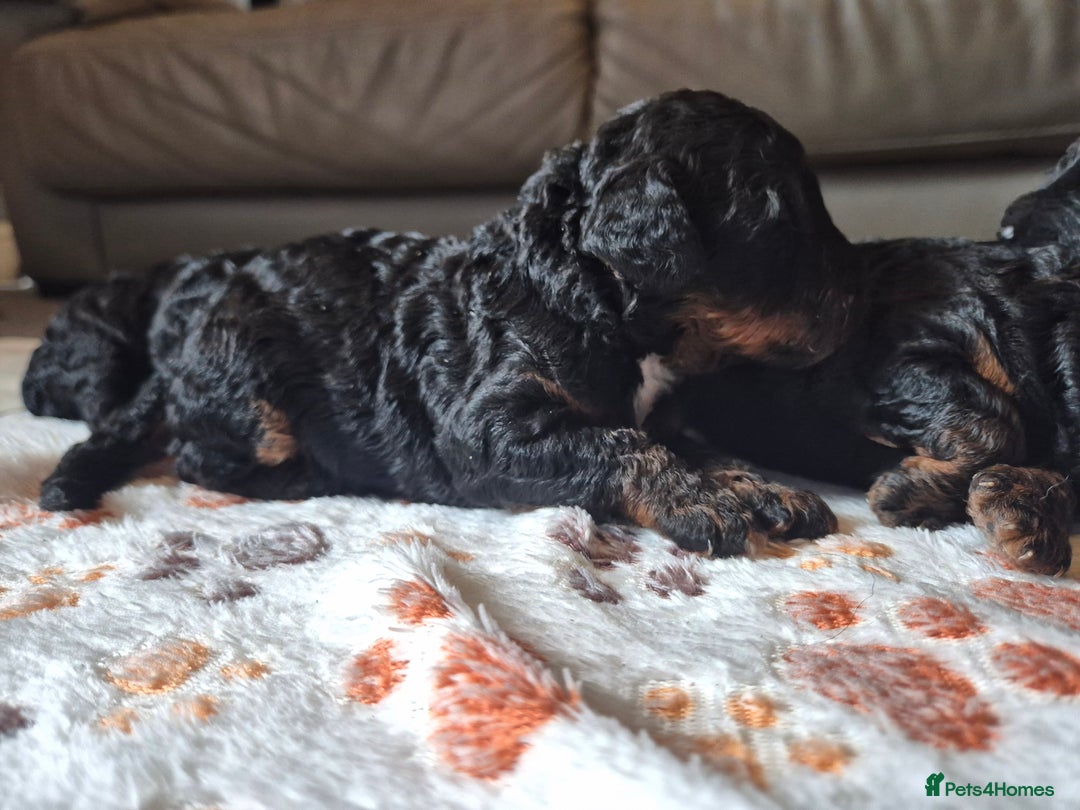 Cockapoo dogs for sale: 🐾 F1b Cockapoo Puppies for Sale 🐾 - Image 4