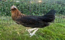 Chickens poultry for sale: Point of Lay Hybrid Chickens - Image 4