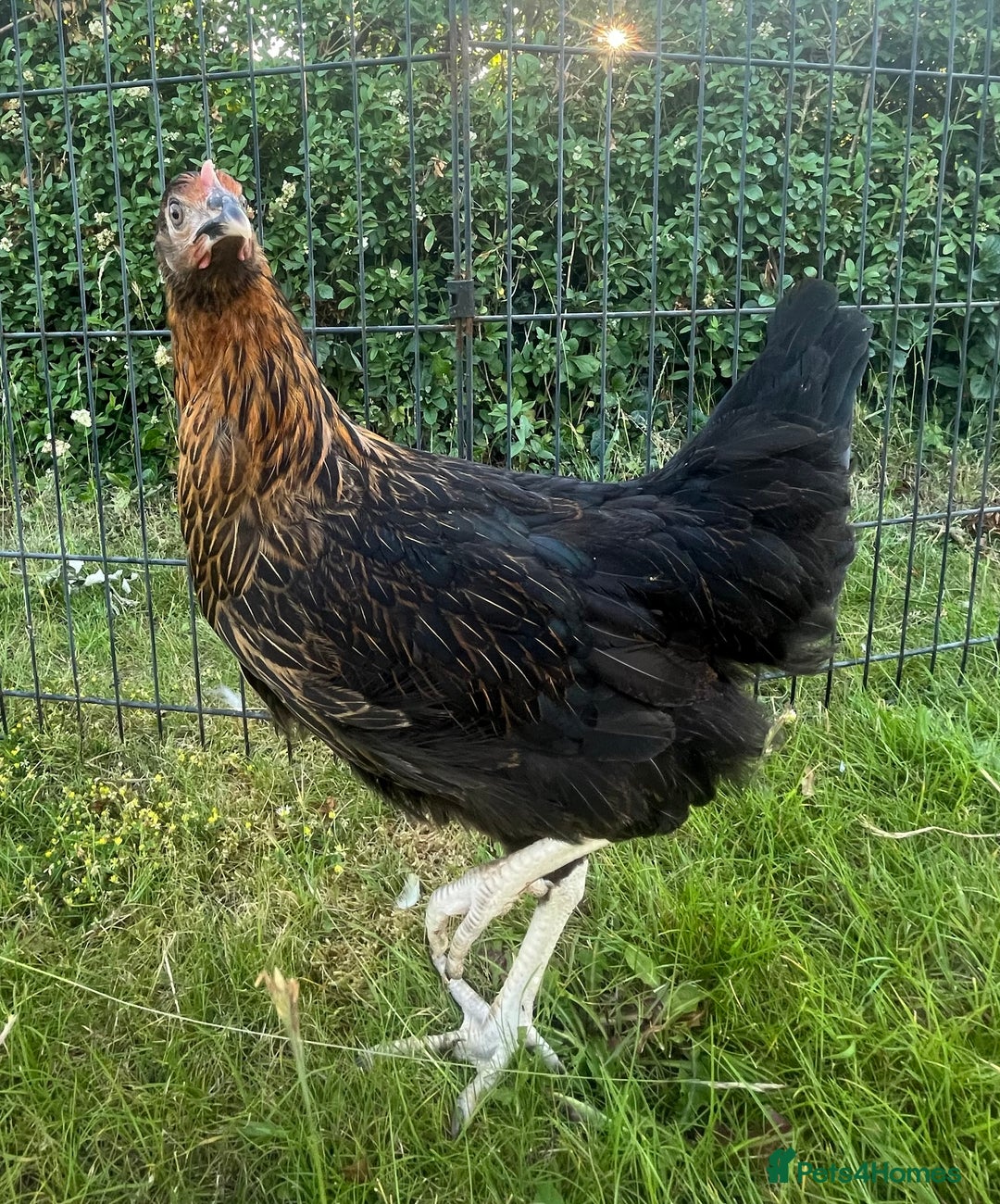 Chickens poultry for sale: Point of Lay Hybrid Chickens - Image 4