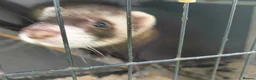 Ferret rodents for sale: Ferret looking for a loving new home 🦦❤️ in Hebden Bridge - Advert 5