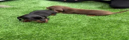 Miniature Dachshund dogs for sale: Dachshund  - Advert 3