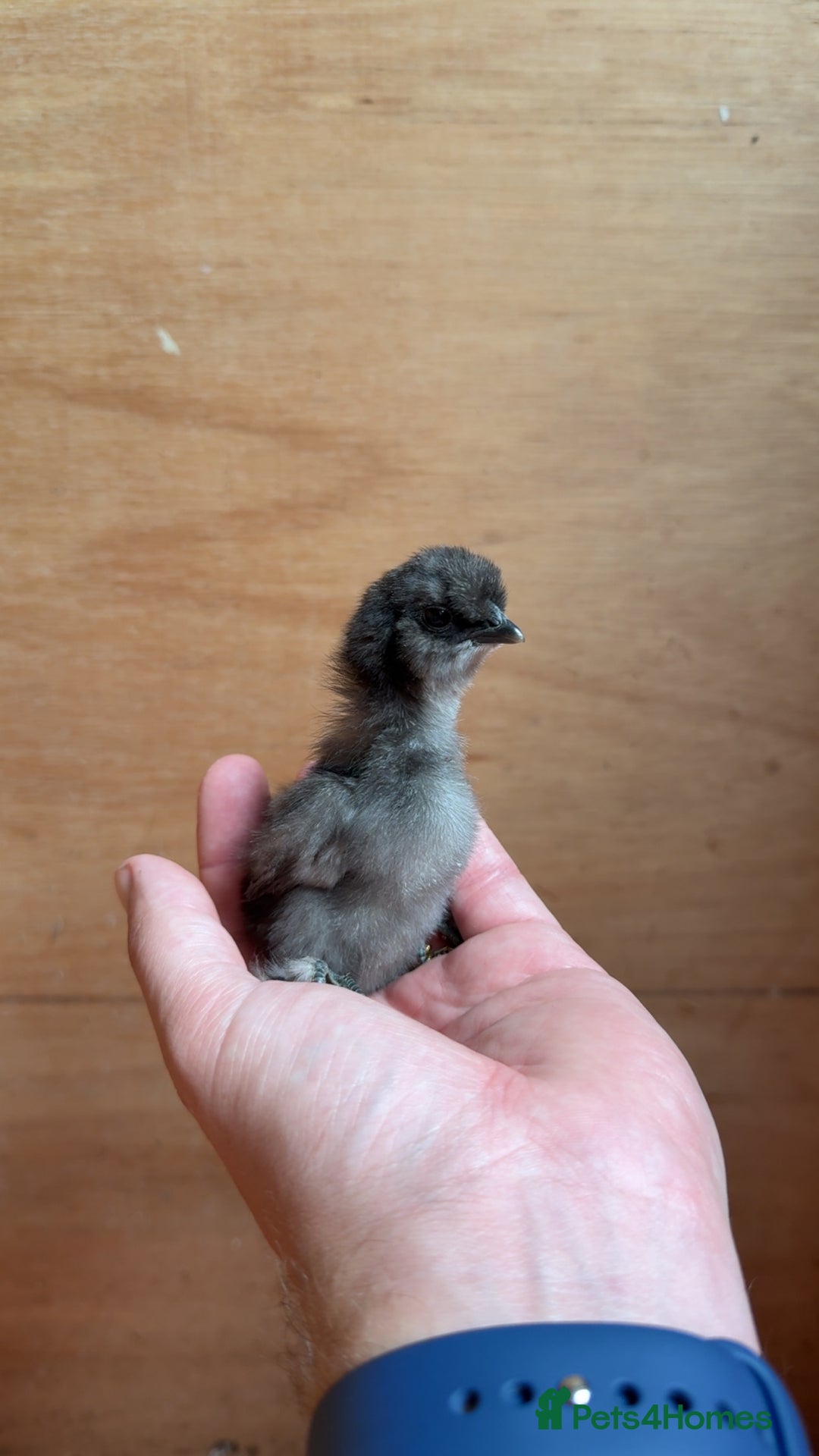 Chickens poultry for sale: Silkie Chicks Available - Image 3