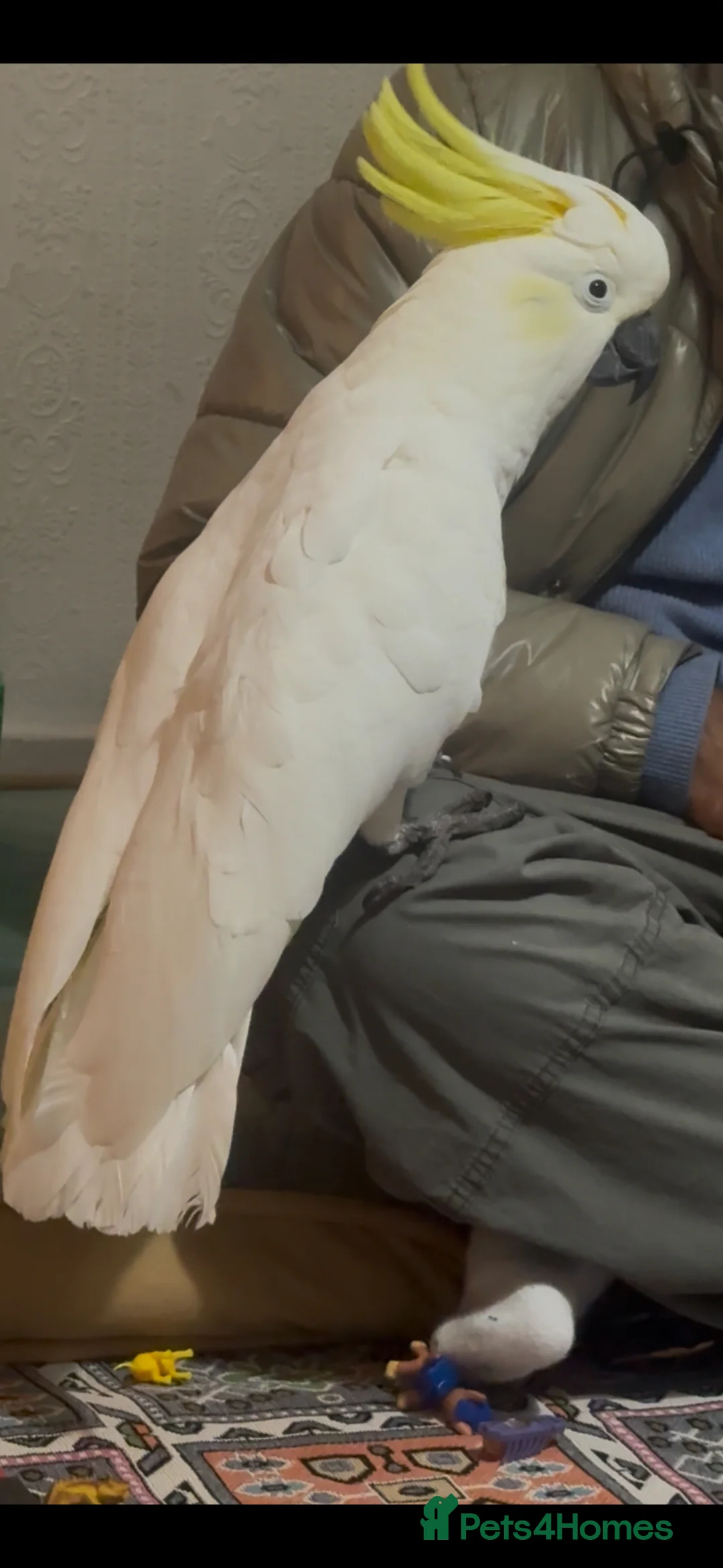 Cockatoo birds for sale: Cockatoo  - Advert 5