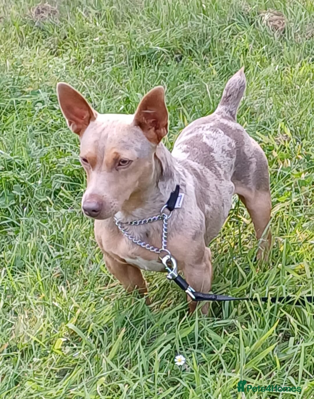 Jack Russell dogs for sale: Beautiful male puppy - Image 5
