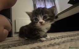 Mixed Breed cats for sale: Beautiful kittens  - Image 1