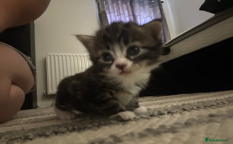 Mixed Breed cats - Advert 15