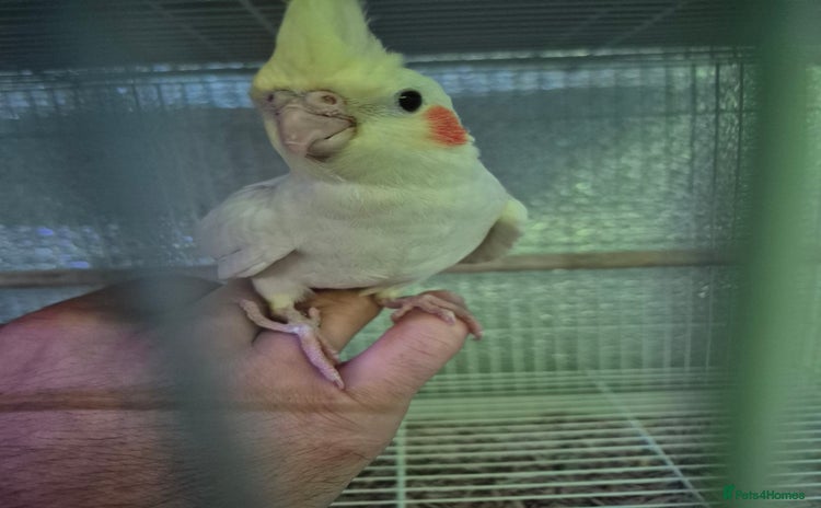 Cockatiels birds - Advert 1