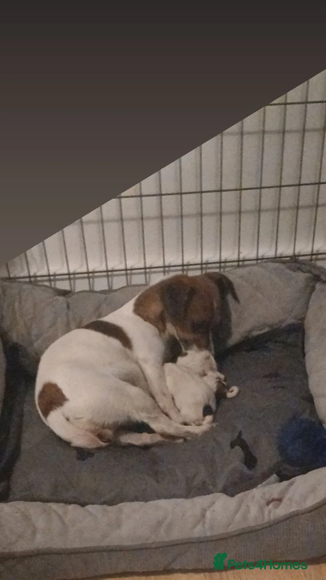 Jack Russell dogs for sale: Miniature Jack Russell - Advert 1