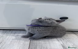 British Shorthair cats for sale: 5 beautiful BSH kittens - Image 7