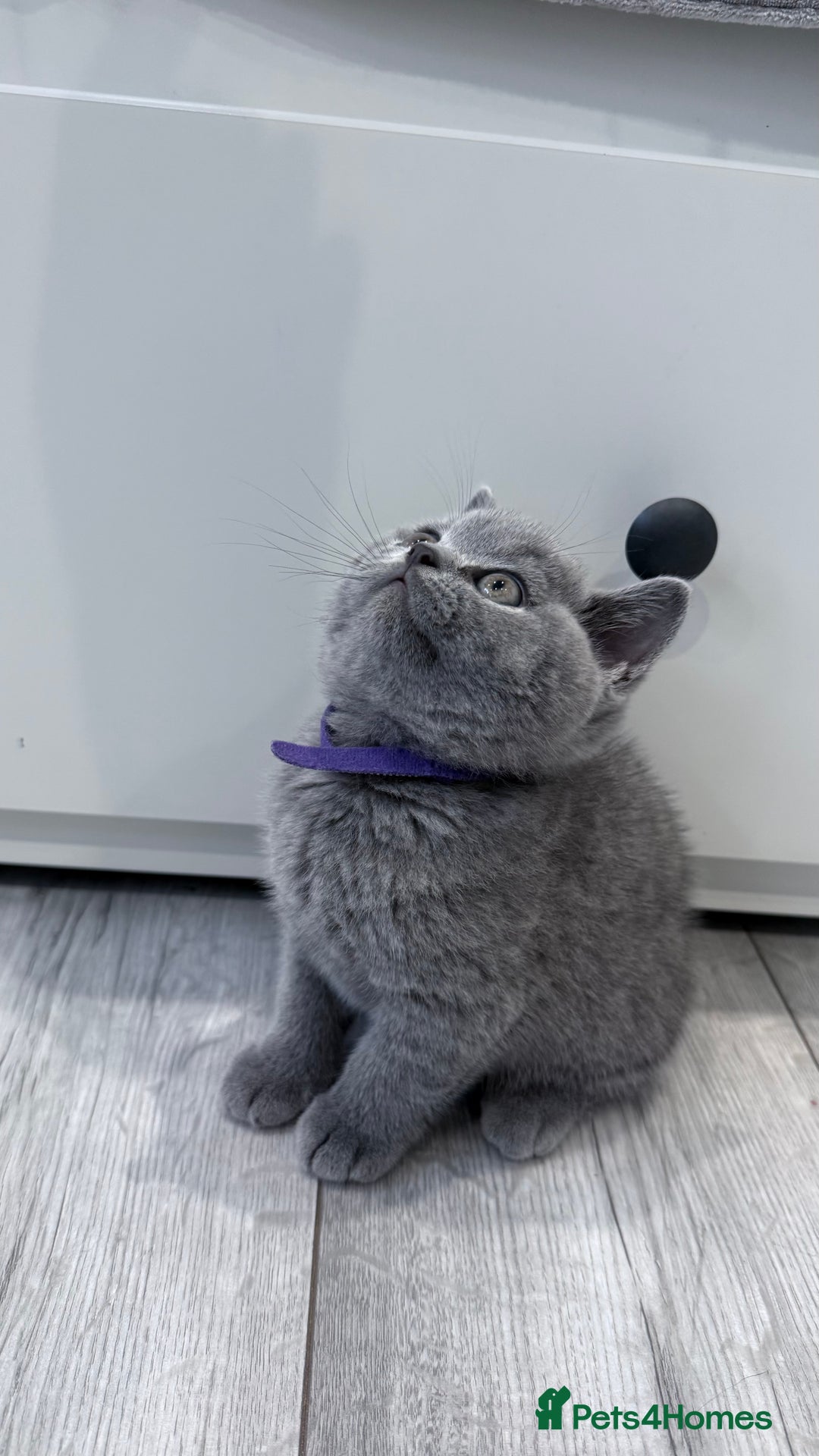 British Shorthair cats for sale: 5 beautiful BSH kittens - Image 7