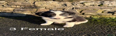 Border Collie Puppy 3