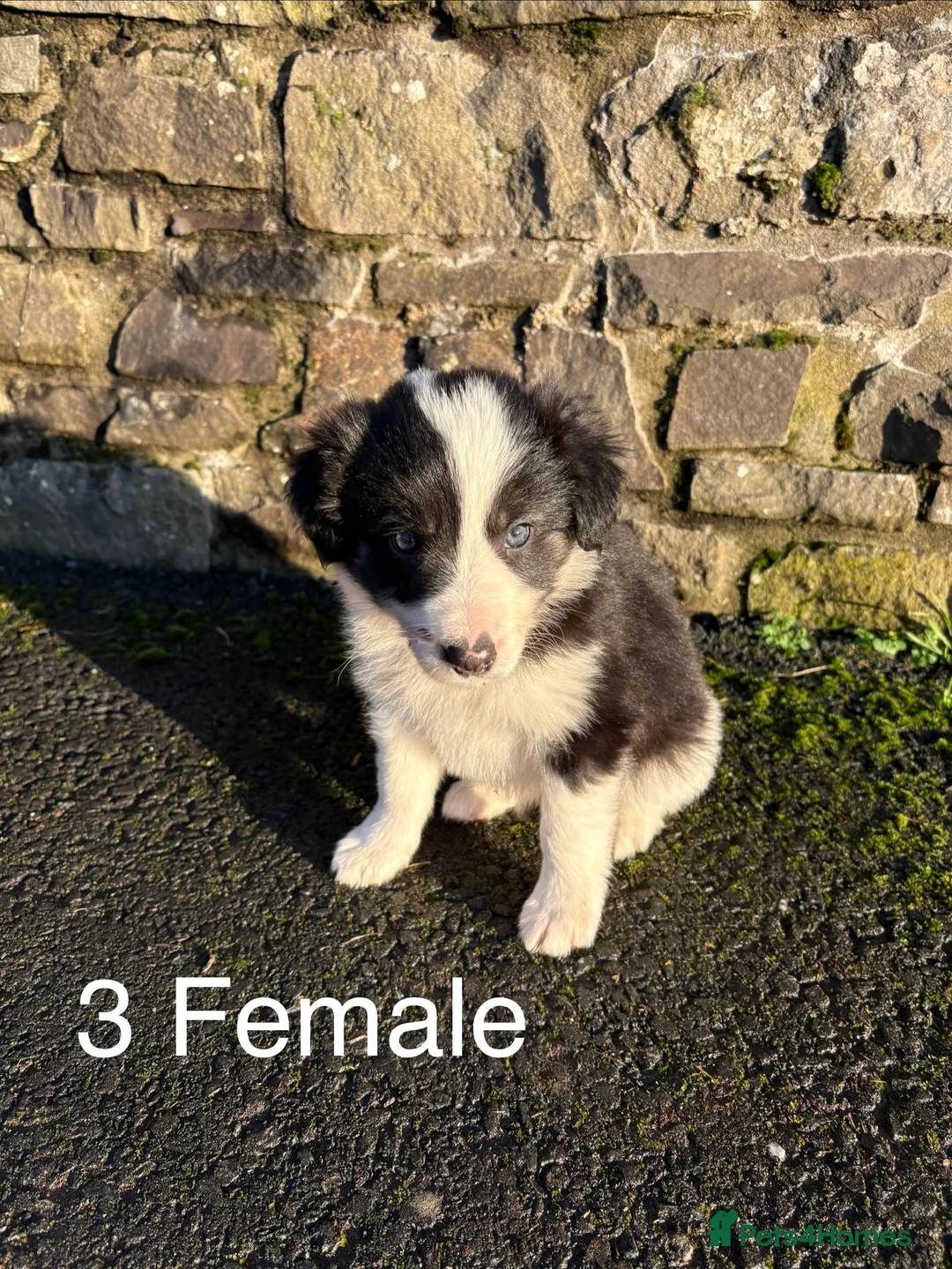 Border Collie dogs for sale: Beautiful Collie Pups - Ready for  **  - £895 - Advert 10