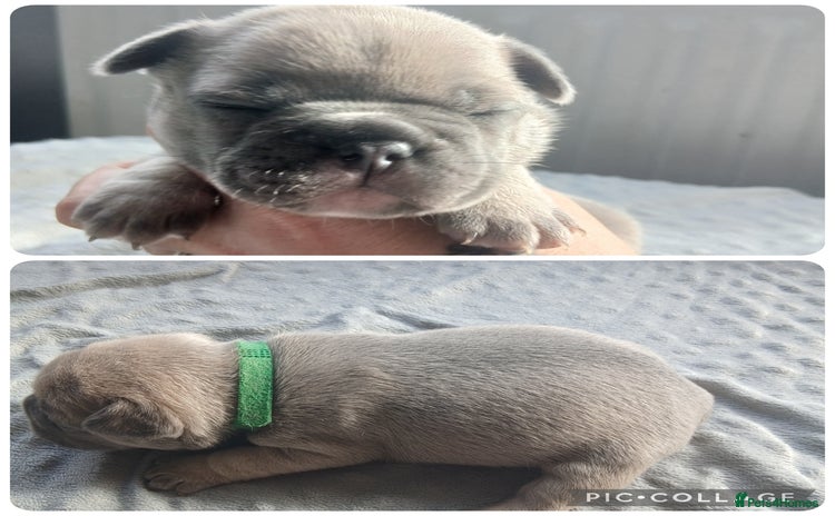French Bulldog dogs - Advert 5