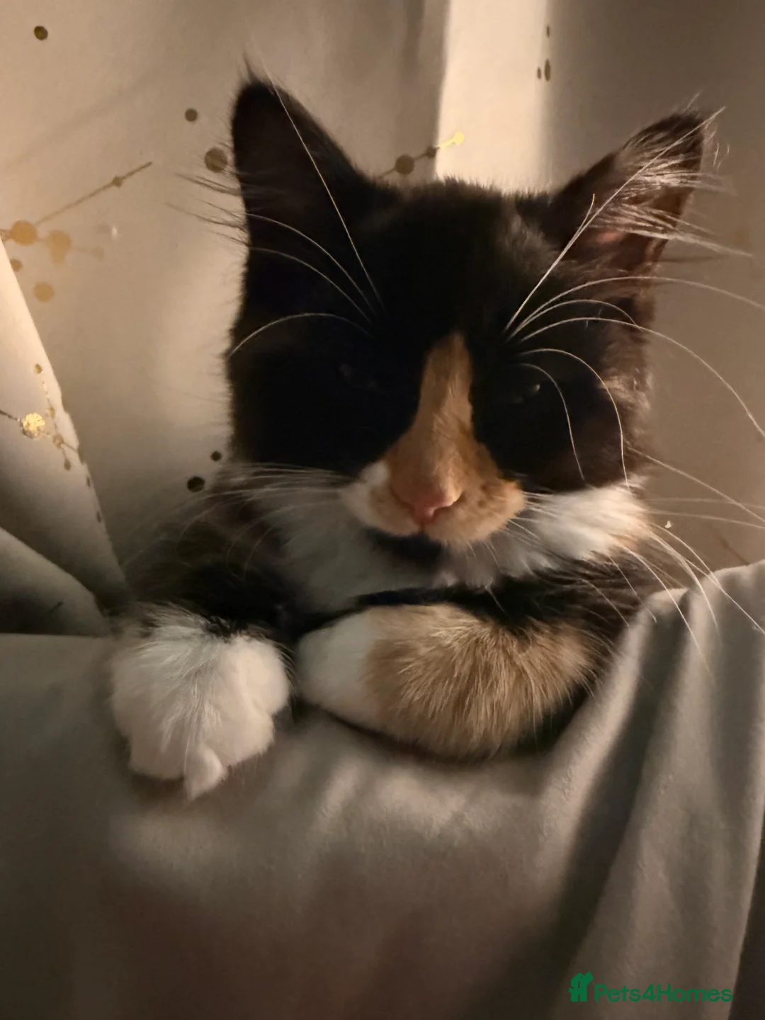 Mixed Breed cats for sale: Female kitten    pending  - Advert 13