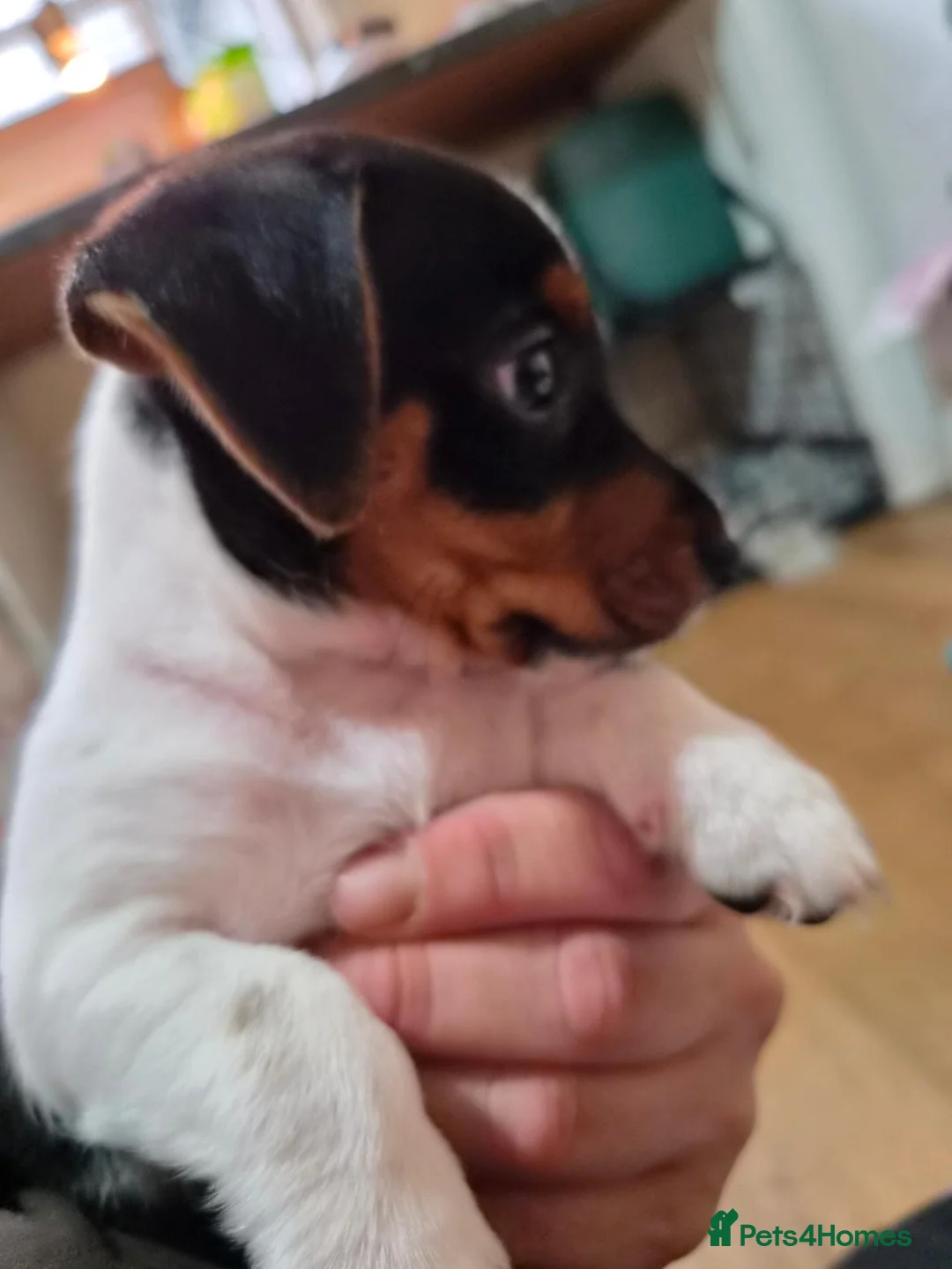 Jack Russell dogs for sale: 1 boy Jack russell pup for sale - Advert 1