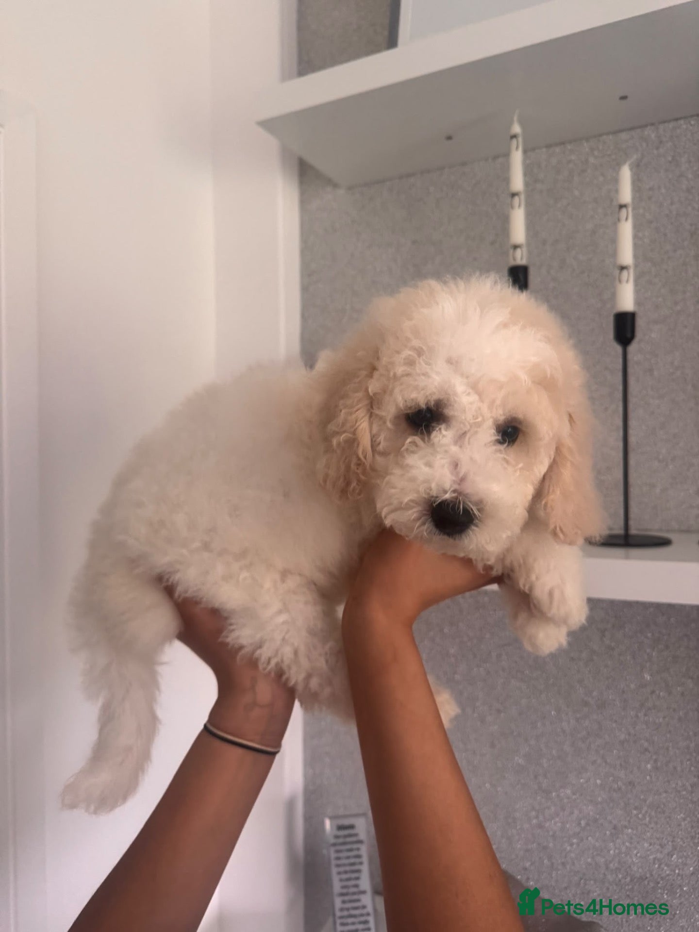 Cavapoochon dogs for sale: *REDUCED* LAST TINY BOY LEFT ready to leave - Advert 2