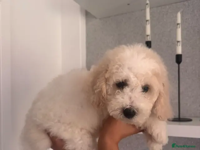 Cavapoochon dogs for sale: *REDUCED* LAST TINY BOY LEFT ready to leave - Advert 2