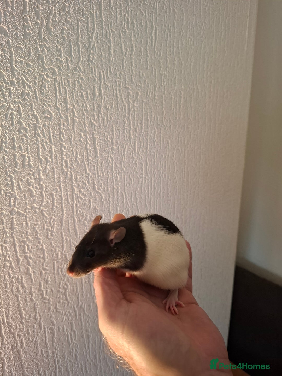 Rat rodents for sale: BABY RATS  - Advert 8